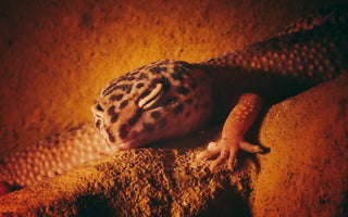 Leopard Gecko Complete Lighting and Heating Guide