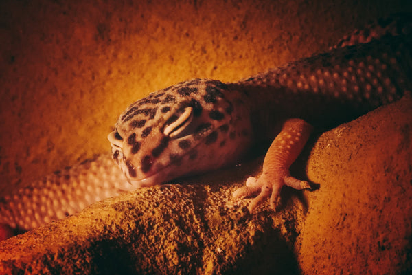 Leopard Gecko Complete Lighting and Heating Guide