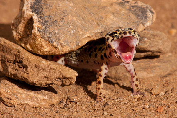 Leopard Gecko Complete Substrate Guide