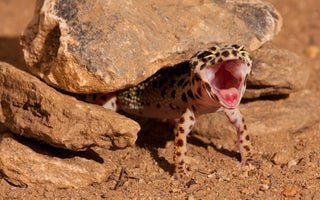 Leopard Gecko Complete Substrate Guide