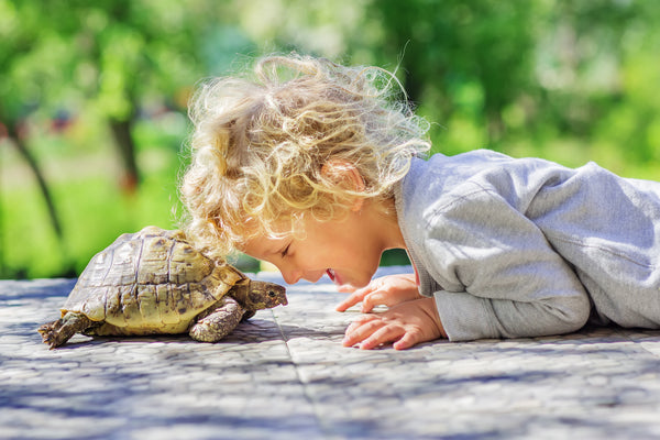 Tips First-Time Snake and Reptile Owners | Zen Habitats