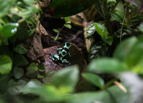 Should I Use Live Plants in My Reptile Enclosure?