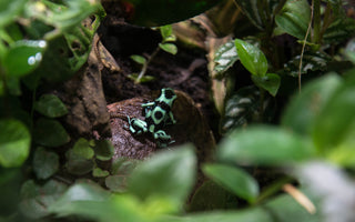 Should I Use Live Plants in My Reptile Enclosure?