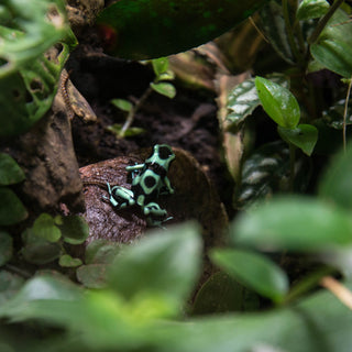 Should I Use Live Plants in My Reptile Enclosure?