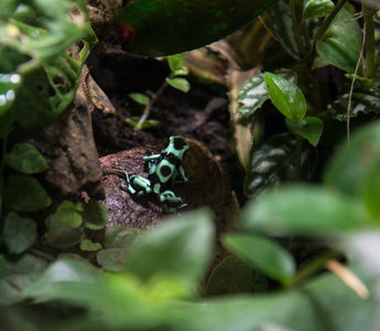 Should I Use Live Plants in My Reptile Enclosure?