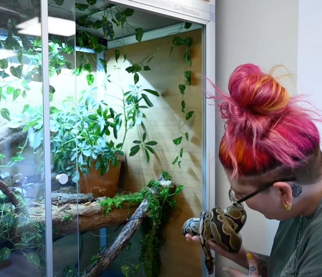 Children Python Enclosure Creating A Large, Enriching Ball Python Enclosure! – Zen Habitats