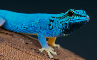 15 of the Most Colorful Reptiles in the World | That You Can Own as a Pet!