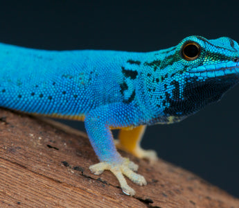 15 of the Most Colorful Reptiles in the World | That You Can Own as a Pet!