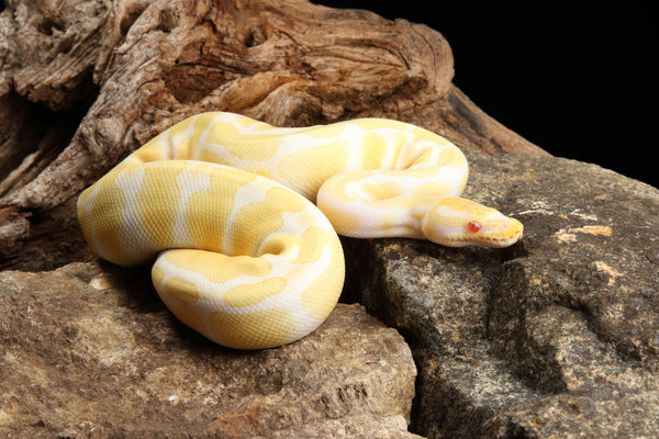 Most Popular Ball Python Morphs | Top 10 Must See!
