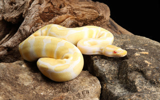 Most Popular Ball Python Morphs | Top 10 Must See!