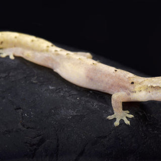 Mourning Geckos | Underrated Reptile Companions!