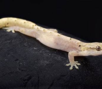 Mourning Geckos | Underrated Reptile Companions!