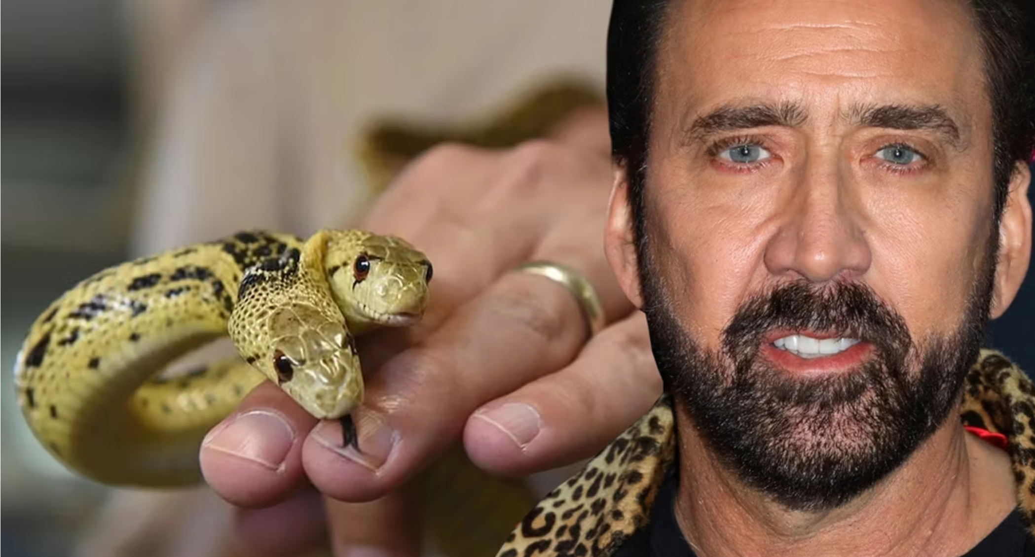 5 Famous Celebrities and Their Reptile Pets Zen Habitats(01)