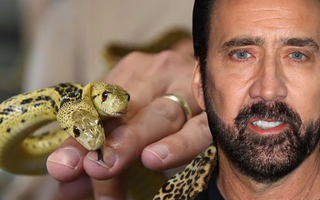 5 Famous Celebrities and Their Reptile Pets | Zen Habitats