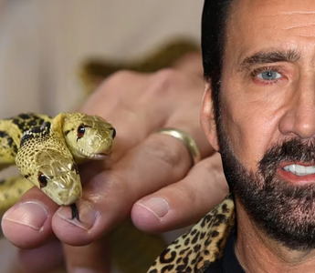 5 Famous Celebrities and Their Reptile Pets | Zen Habitats