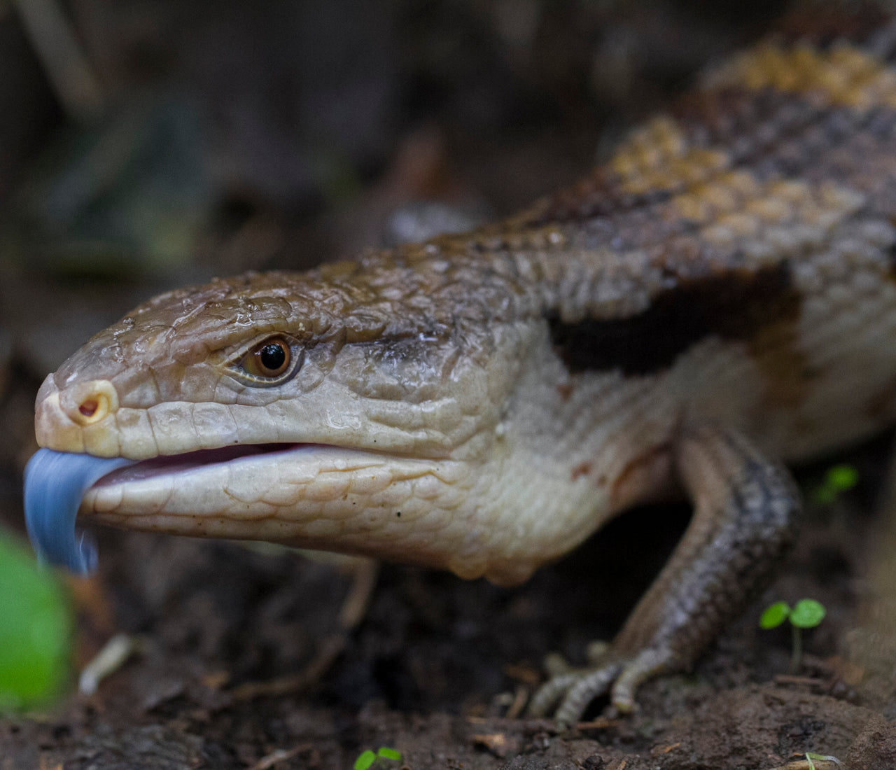 Image showcasing Northern vs Indonesian Blue Tongue Skinks | Key Differences - Zen Habitats