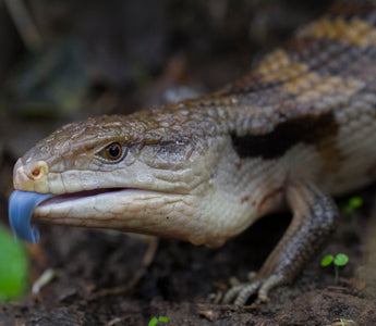 Northern vs Indonesian Blue Tongue Skinks | Key Differences