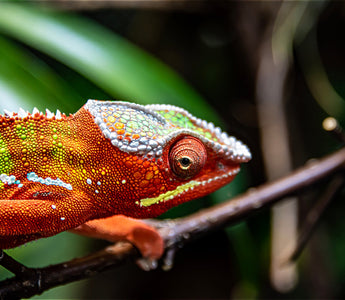 Why Is My Chameleon Doing That? | Chameleon Behaviors
