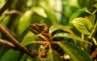 Best Plants for Chameleon Enclosures