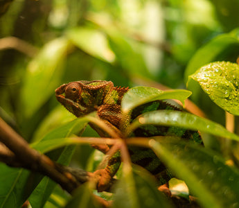 Best Plants for Chameleon Enclosures