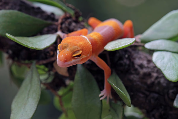 Best Plants for Leopard Gecko Enclosures