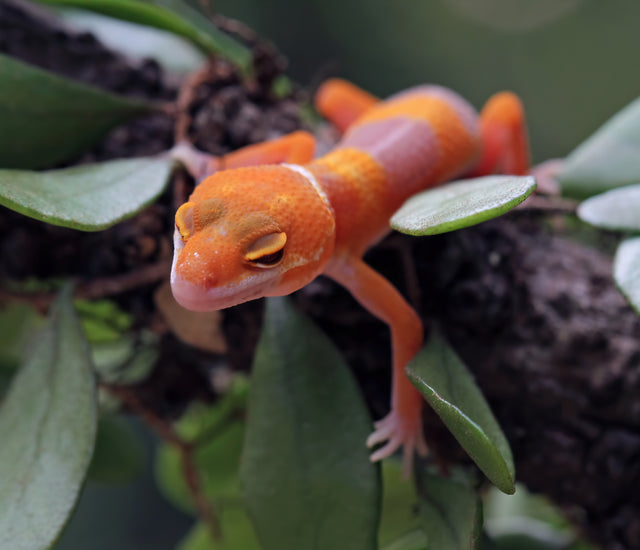 Best Plants for Leopard Gecko Enclosures Zen Habitats