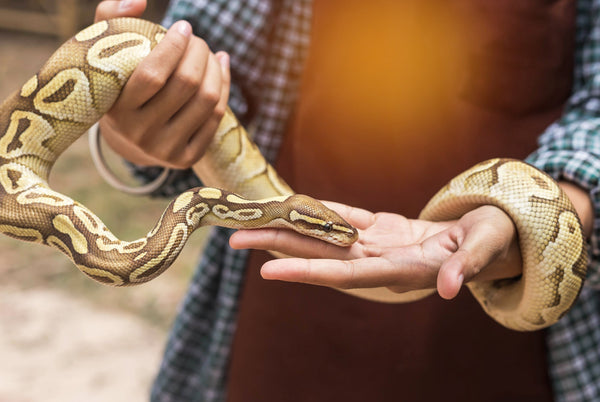 Are You Handling Your Reptile Too Much?