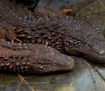 5 Rarest, Sought After Reptiles from Around the World