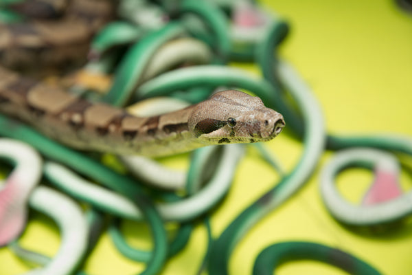 Do I Need to Provide Enrichment for My Reptile? | Zen Habitats