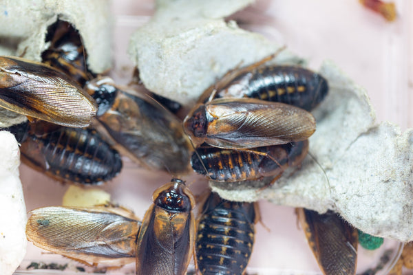 How to Set Up Easy Maintenance Feeder Insect Tubs for Reptiles