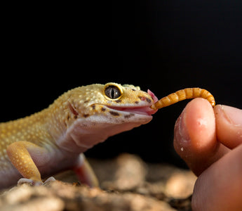 Can I Feed My Reptile Freeze-Dried Insects?