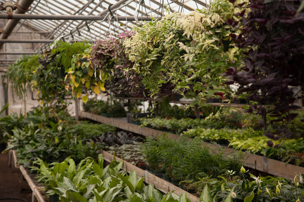 Are Hardware Store Plants Safe for Reptiles?