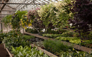 Are Hardware Store Plants Safe for Reptiles?