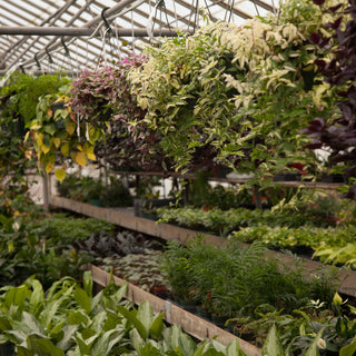 Are Hardware Store Plants Safe for Reptiles?