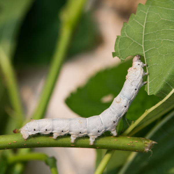 3 Reptile Superfoods to Give Your Insect Loving Reptiles!