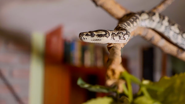 Easy DIY Reptile Enclosure Enrichment For Snakes