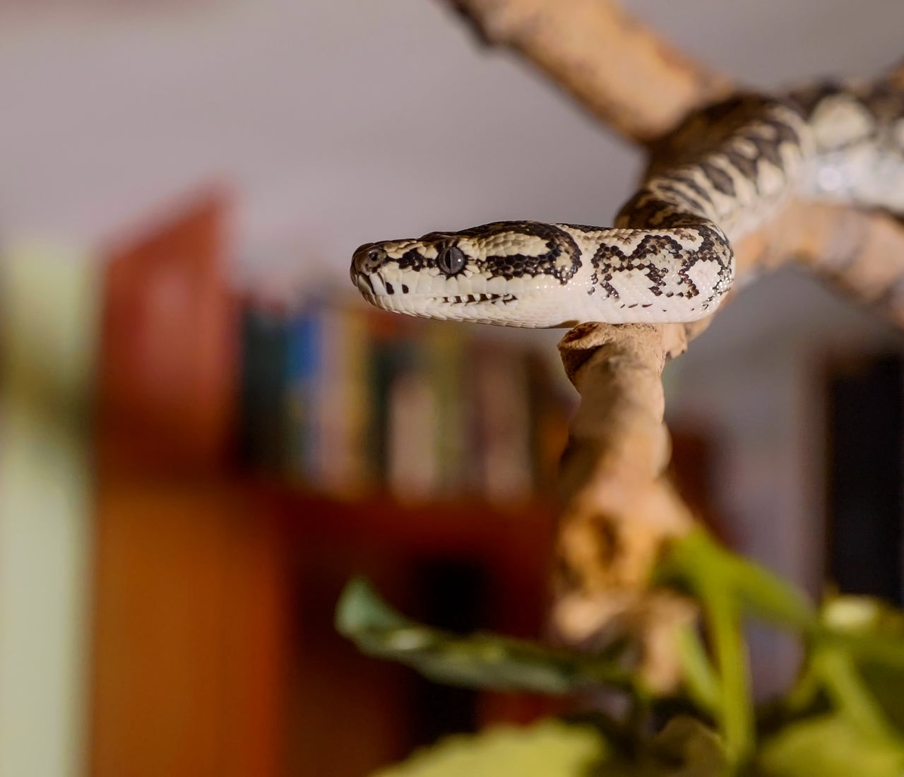 Chaîne D'Escalade Pour Serpents - Anneaux En PP, Corde Lin, Accessoire Terrarium Enrichissement - 4