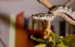 Easy DIY Reptile Enclosure Enrichment For Snakes