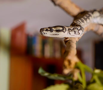 Easy DIY Reptile Enclosure Enrichment For Snakes