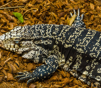 All About Reptile Brumation | Everything You Need to Know