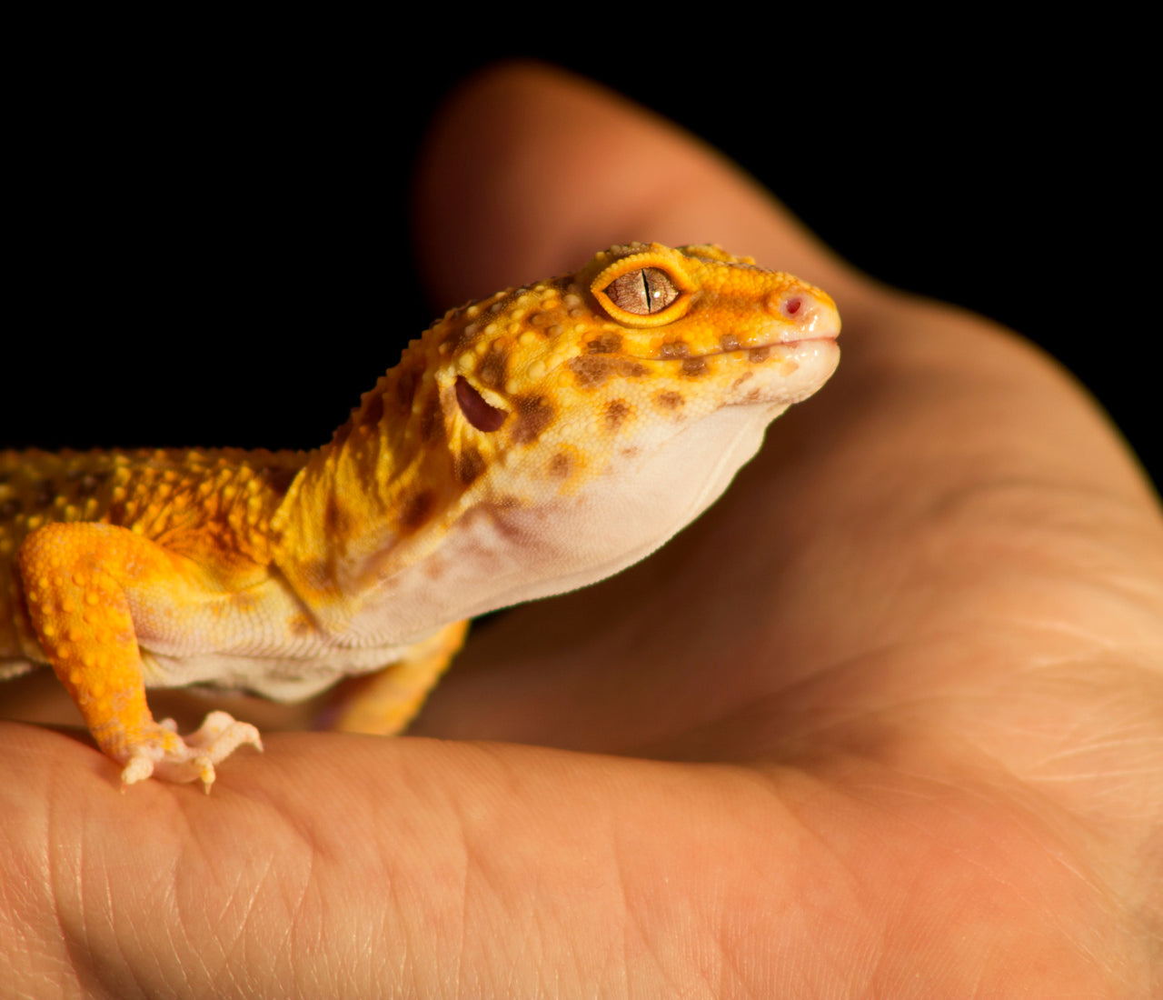 Choosing A Reptile as an Emotional Support Animal – Zen Habitats