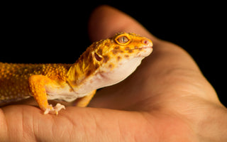 Choosing A Reptile as an Emotional Support Animal