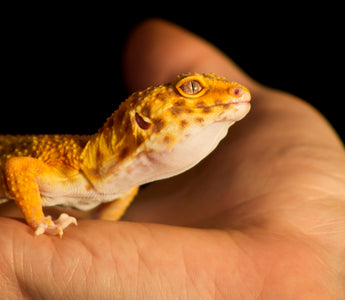 Choosing A Reptile as an Emotional Support Animal