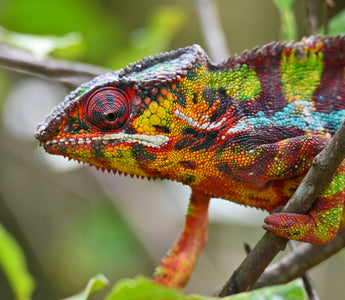 5 Reptiles That Can Live in a 4x2x4 Enclosure