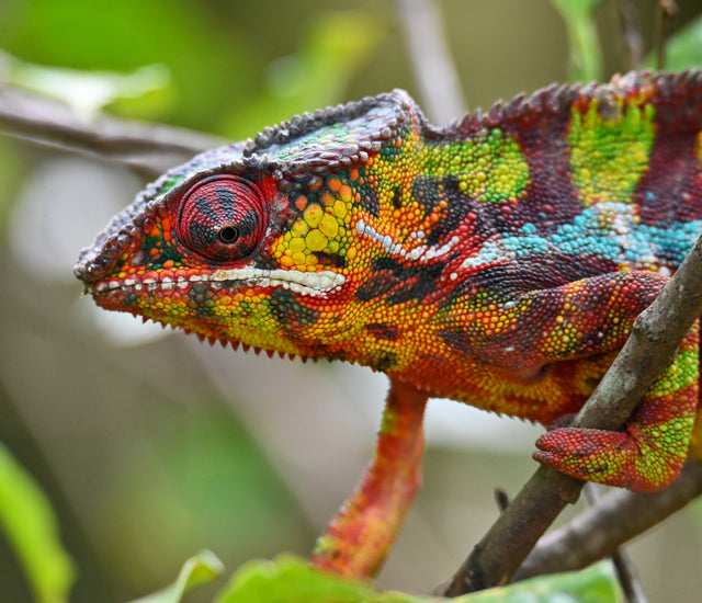 5 Reptiles That Can Live in a 4x2x4 Enclosure Zen Habitats