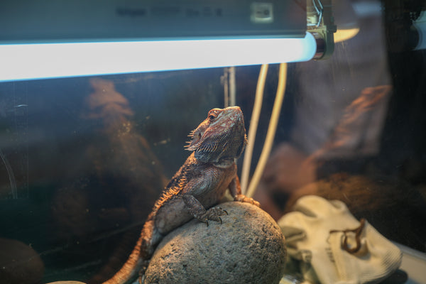 Sunbeam or Shade Method | UVB Methods for Reptiles
