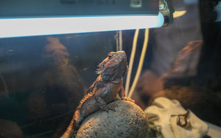 Sunbeam or Shade Method | UVB Methods for Reptiles