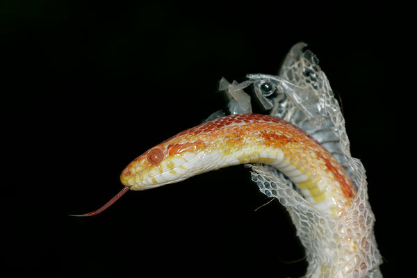 How to Remove Stuck Shed From A Snake