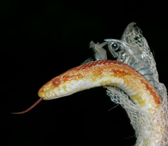 How to Remove Stuck Shed From A Snake