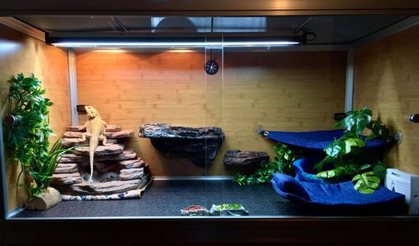 Bearded Dragon Solid Substrate Guide